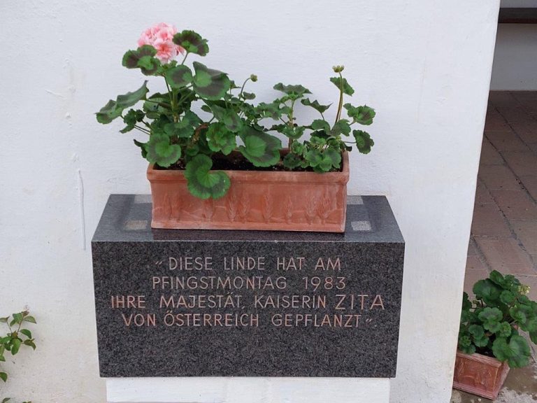 40 years of Zita lime tree